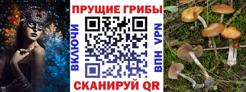 Галлюциногенные грибы Psilocybine cubensis  Купить закладки  Кяхта 